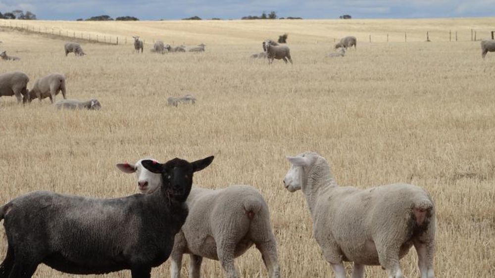 La taille des élevages en Australie, premier producteur et exportateur mondial, est sept fois supérieure à celle des élevages britanniques. © C. Dequidt